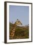 Masai Giraffe (Giraffa Camelopardalis Tippelskirchi)-Angelo Cavalli-Framed Photographic Print