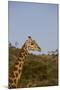 Masai Giraffe (Giraffa Camelopardalis Tippelskirchi)-Angelo Cavalli-Mounted Photographic Print