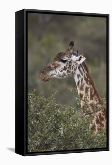 Masai Giraffe (Giraffa Camelopardalis Tippelskirchi)-James Hager-Framed Stretched Canvas