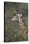 Masai Giraffe (Giraffa Camelopardalis Tippelskirchi)-James Hager-Stretched Canvas