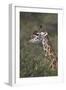 Masai Giraffe (Giraffa Camelopardalis Tippelskirchi)-James Hager-Framed Photographic Print