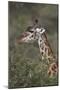 Masai Giraffe (Giraffa Camelopardalis Tippelskirchi)-James Hager-Mounted Photographic Print