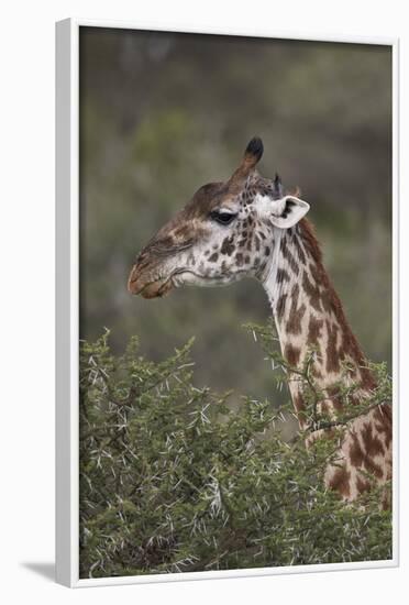 Masai Giraffe (Giraffa Camelopardalis Tippelskirchi)-James Hager-Framed Photographic Print