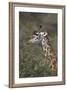 Masai Giraffe (Giraffa Camelopardalis Tippelskirchi)-James Hager-Framed Photographic Print