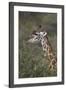 Masai Giraffe (Giraffa Camelopardalis Tippelskirchi)-James Hager-Framed Photographic Print