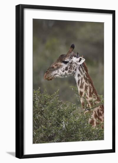 Masai Giraffe (Giraffa Camelopardalis Tippelskirchi)-James Hager-Framed Photographic Print