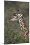 Masai Giraffe (Giraffa Camelopardalis Tippelskirchi)-James Hager-Mounted Photographic Print