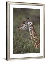 Masai Giraffe (Giraffa Camelopardalis Tippelskirchi)-James Hager-Framed Photographic Print