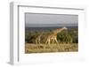 Masai Giraffe (Giraffa Camelopardalis Tippelskirchi)-Angelo Cavalli-Framed Photographic Print