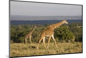 Masai Giraffe (Giraffa Camelopardalis Tippelskirchi)-Angelo Cavalli-Mounted Photographic Print