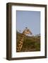 Masai Giraffe (Giraffa Camelopardalis Tippelskirchi)-Angelo Cavalli-Framed Photographic Print