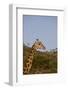 Masai Giraffe (Giraffa Camelopardalis Tippelskirchi)-Angelo Cavalli-Framed Photographic Print