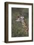 Masai Giraffe (Giraffa Camelopardalis Tippelskirchi)-James Hager-Framed Photographic Print