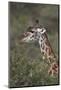 Masai Giraffe (Giraffa Camelopardalis Tippelskirchi)-James Hager-Mounted Photographic Print