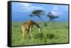 Masai Giraffe Grazing on the Serengeti with Acacia Tree and Clouds-John Alves-Framed Stretched Canvas