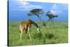 Masai Giraffe Grazing on the Serengeti with Acacia Tree and Clouds-John Alves-Stretched Canvas