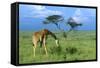 Masai Giraffe Grazing on the Serengeti with Acacia Tree and Clouds-John Alves-Framed Stretched Canvas