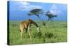 Masai Giraffe Grazing on the Serengeti with Acacia Tree and Clouds-John Alves-Stretched Canvas