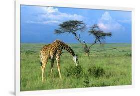 Masai Giraffe Grazing on the Serengeti with Acacia Tree and Clouds-John Alves-Framed Photographic Print