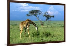 Masai Giraffe Grazing on the Serengeti with Acacia Tree and Clouds-John Alves-Framed Photographic Print