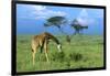 Masai Giraffe Grazing on the Serengeti with Acacia Tree and Clouds-John Alves-Framed Photographic Print