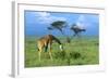 Masai Giraffe Grazing on the Serengeti with Acacia Tree and Clouds-John Alves-Framed Photographic Print