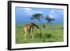 Masai Giraffe Grazing on the Serengeti with Acacia Tree and Clouds-John Alves-Framed Photographic Print
