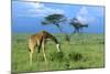 Masai Giraffe Grazing on the Serengeti with Acacia Tree and Clouds-John Alves-Mounted Photographic Print