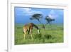 Masai Giraffe Grazing on the Serengeti with Acacia Tree and Clouds-John Alves-Framed Photographic Print