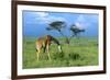 Masai Giraffe Grazing on the Serengeti with Acacia Tree and Clouds-John Alves-Framed Photographic Print