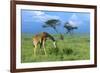 Masai Giraffe Grazing on the Serengeti with Acacia Tree and Clouds-John Alves-Framed Photographic Print