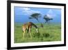 Masai Giraffe Grazing on the Serengeti with Acacia Tree and Clouds-John Alves-Framed Photographic Print