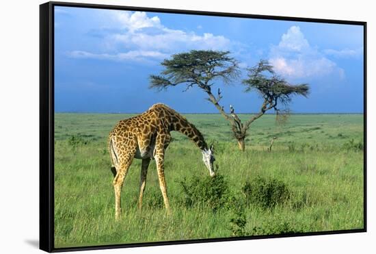 Masai Giraffe Grazing on the Serengeti with Acacia Tree and Clouds-John Alves-Framed Stretched Canvas