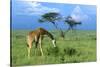 Masai Giraffe Grazing on the Serengeti with Acacia Tree and Clouds-John Alves-Stretched Canvas