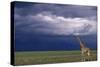 Masai Giraffe in Savanna-DLILLC-Stretched Canvas