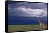 Masai Giraffe in Savanna-DLILLC-Framed Stretched Canvas