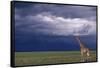 Masai Giraffe in Savanna-DLILLC-Framed Stretched Canvas