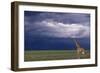 Masai Giraffe in Savanna-DLILLC-Framed Photographic Print