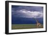 Masai Giraffe in Savanna-DLILLC-Framed Photographic Print