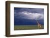Masai Giraffe in Savanna-DLILLC-Framed Photographic Print