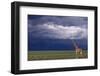 Masai Giraffe in Savanna-DLILLC-Framed Photographic Print