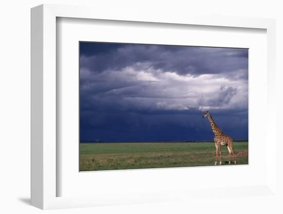 Masai Giraffe in Savanna-DLILLC-Framed Photographic Print