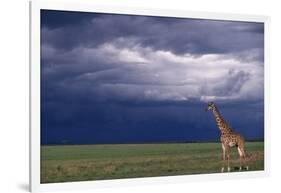 Masai Giraffe in Savanna-DLILLC-Framed Photographic Print