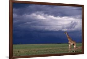 Masai Giraffe in Savanna-DLILLC-Framed Photographic Print