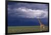 Masai Giraffe in Savanna-DLILLC-Framed Photographic Print