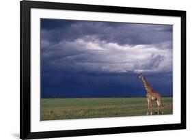 Masai Giraffe in Savanna-DLILLC-Framed Photographic Print