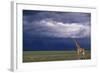 Masai Giraffe in Savanna-DLILLC-Framed Photographic Print