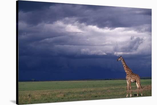 Masai Giraffe in Savanna-DLILLC-Stretched Canvas