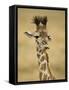 Masai Giraffe, Masai Mara Game Reserve, Kenya-Joe & Mary Ann McDonald-Framed Stretched Canvas