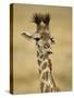 Masai Giraffe, Masai Mara Game Reserve, Kenya-Joe & Mary Ann McDonald-Stretched Canvas